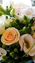 Télécharger une image Bouquets,Plantes,Roses pour le portable gratuitement.