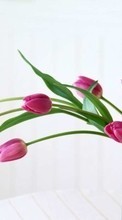 Télécharger une image Plantes,Tulipes,Bouquets pour le portable gratuitement.