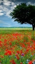 Télécharger une image Fleurs,Arbres,Paysage,Les champs,Nature,Plantes pour le portable gratuitement.