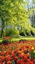 Télécharger une image 320x480 Plantes,Paysage,Fleurs,Arbres,Tulipes pour le portable gratuitement.