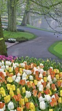 Télécharger une image Fleurs,Arbres,Paysage,Tulipes pour le portable gratuitement.