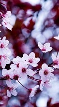 Plantes,Fleurs,Arbres,Sakura pour Samsung Galaxy Young