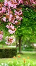 Télécharger une image Plantes,Fleurs,Arbres,Sakura pour le portable gratuitement.