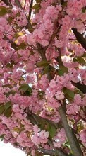 Télécharger une image Plantes,Fleurs,Arbres,Sakura pour le portable gratuitement.