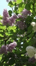 Télécharger une image Plantes,Fleurs,Arbres,Lilas pour le portable gratuitement.