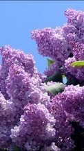 Télécharger une image Lilas,Plantes,Fleurs,Arbres pour le portable gratuitement.