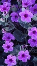 Télécharger une image Fleurs,Violettes,Plantes pour le portable gratuitement.