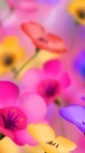 Fleurs,Contexte pour Nokia Lumia 630 