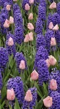 Télécharger une image 320x480 Plantes,Fleurs,Contexte,Tulipes,Jacinthe pour le portable gratuitement.