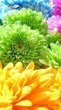 Télécharger une image 1080x1920 Plantes,Fleurs,Contexte,Chrysanthème,Arc en ciel pour le portable gratuitement.