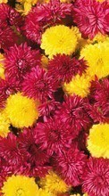 Télécharger une image 480x800 Plantes,Fleurs,Contexte,Chrysanthème pour le portable gratuitement.