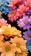 Télécharger une image Plantes,Fleurs,Contexte,Chrysanthème pour le portable gratuitement.