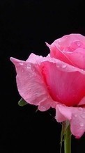 Télécharger une image Drops,Plantes,Fleurs,Contexte,Roses pour le portable gratuitement.