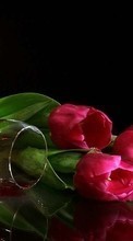 Fleurs,Contexte,Tulipes,Vin,Boissons pour Sony Xperia T2 Ultra