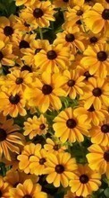 Télécharger une image 1080x1920 Plantes,Fleurs,Contexte pour le portable gratuitement.