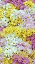Télécharger une image 1080x1920 Plantes,Fleurs,Contexte pour le portable gratuitement.