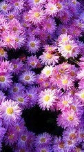 Télécharger une image Plantes,Fleurs,Contexte pour le portable gratuitement.