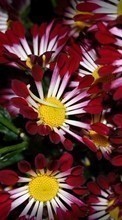 Télécharger une image 240x320 Plantes,Fleurs,Contexte pour le portable gratuitement.