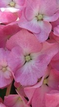 Télécharger une image 320x240 Plantes,Fleurs,Contexte pour le portable gratuitement.