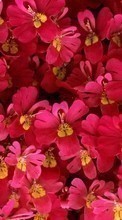 Télécharger une image 320x480 Plantes,Fleurs,Contexte pour le portable gratuitement.