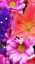 Télécharger une image 320x480 Plantes,Fleurs,Contexte pour le portable gratuitement.