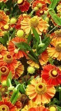 Télécharger une image 360x640 Plantes,Fleurs,Contexte pour le portable gratuitement.