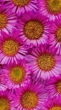 Télécharger une image 360x640 Plantes,Fleurs,Contexte pour le portable gratuitement.