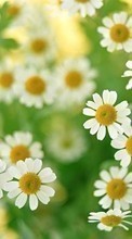 Télécharger une image Plantes,Fleurs,Contexte,Camomille pour le portable gratuitement.