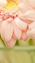Télécharger une image Plantes,Fleurs,Contexte,Roses pour le portable gratuitement.