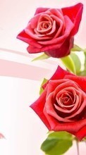 Télécharger une image Fleurs,Contexte,Plantes,Roses pour le portable gratuitement.