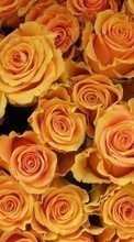 Télécharger une image 1024x600 Plantes,Fleurs,Contexte,Roses pour le portable gratuitement.