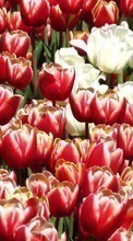 Télécharger une image Plantes,Fleurs,Contexte,Tulipes pour le portable gratuitement.
