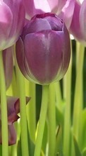 Télécharger une image Plantes,Fleurs,Contexte,Tulipes pour le portable gratuitement.