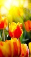 Télécharger une image Tulipes,Fleurs,Contexte pour le portable gratuitement.