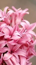 Télécharger une image 320x480 Plantes,Fleurs,Hyacinth pour le portable gratuitement.