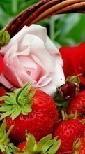 Télécharger une image Fleurs,Baies,Fraise,Plantes,Roses pour le portable gratuitement.