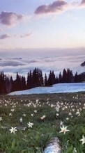 Télécharger une image Fleurs,Montagnes,Paysage pour le portable gratuitement.