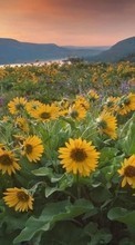 Télécharger une image Plantes,Paysage,Fleurs,Les champs,Tournesols,Montagnes pour le portable gratuitement.