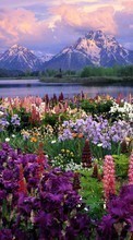 Plantes,Paysage,Fleurs,Montagnes pour LG Pop GD510