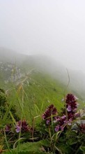 Télécharger une image Plantes,Paysage,Fleurs,Montagnes pour le portable gratuitement.