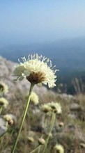 Télécharger une image Plantes,Fleurs,Montagnes pour le portable gratuitement.