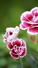 Télécharger une image Plantes,Fleurs,Oeillets pour le portable gratuitement.