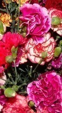 Télécharger une image Fleurs,Oeillets,Plantes pour le portable gratuitement.