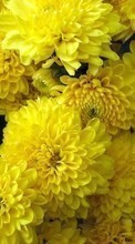 Télécharger une image 1024x768 Plantes,Fleurs,Chrysanthème pour le portable gratuitement.