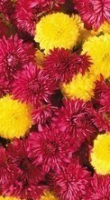 Télécharger une image 240x400 Plantes,Fleurs,Chrysanthème pour le portable gratuitement.