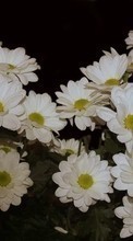 Télécharger une image Plantes,Fleurs,Chrysanthème pour le portable gratuitement.