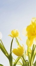 Télécharger une image Plantes,Fleurs,Tulipes,Clear Sky pour le portable gratuitement.