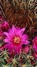 Télécharger une image Plantes,Cactus,Fleurs pour le portable gratuitement.