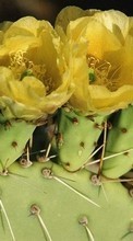 Télécharger une image 240x400 Plantes,Cactus,Fleurs pour le portable gratuitement.