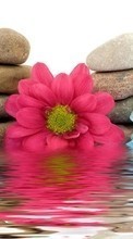 Télécharger une image Plantes,Fleurs,Eau,Noyaux,Still life pour le portable gratuitement.